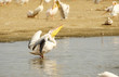 Eastern White Pelican (Pelecanus onocrotalus)