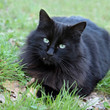 Chat noir aux yeux verts (mâle adulte/senior) #3