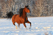 bay arabian horse in winter