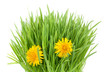 grass and dandelion