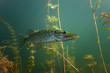 Pike in the lake