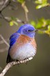 Western Bluebird