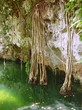 cenote Riviera Maya jungle mayan Quintana Roo cenote Riviera Maya jungle mayan Quintana Roo