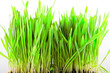 Close - up of grass