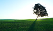 Rural scene