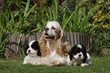 maman cocker américain et ses deux bébés craquants
