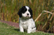 jeune chiot cocker américain solitaire et triste