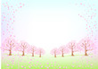 桜の咲く公園