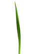 Spring Daffodil Leaf Isolated on White Background Spring Daffodil Leaf Isolated on White Background