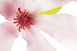 pink magnolia background