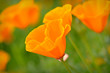 Photo: California Spring Poppy Macro Close Up California Spring Poppy Macro Close Up