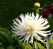 Dahlia