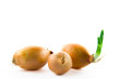 Zwiebel