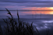 Roseaux  à la tombée de la nuit sur le bassin d'arcachon