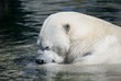 Eisbär