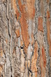 Tree bark