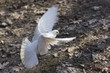 White dove flying over the ground
