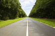 Roadway trough a thick forest in a sunny day