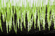 grass and water drops