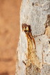 myrrh tree resin