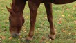 Video: Pferd grasen fressen Herbst Herbstlaub Pferd grasen fressen Herbst Herbstlaub