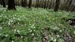 Photo en ligne au meilleur prix spring flowers in forest
