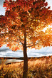 Autumn landscape