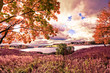 Autumn landscape