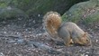 Curious Squirrel
