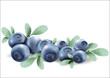 Blueberries with leaves on white background