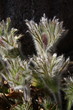 Kuhschelle, Pulsatilla vulgaris