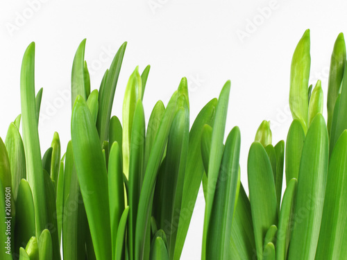 Photo: Knospen von Osterglocken Knospen von Osterglocken
