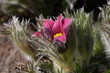 Foto: Kuhschelle, Pulsatilla vulgaris Kuhschelle, Pulsatilla vulgaris