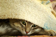 Cat under the blanket