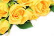 yellow rose