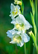 Gladiolus.