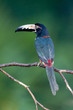 Collared Aracari, a Toucan from Central America.