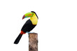 Keel Billed Toucan, from Central America. Isolated on White. Keel Billed Toucan, from Central America. Isolated on White.