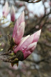 Magnolienknospe