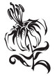 lily