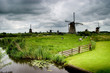 dairy cows and windmills