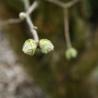 Bud of a lilac tree in early spring Bud of a lilac tree in early spring