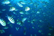 Shoal of Scissortail Sergeants