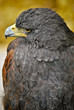 Águila