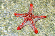 Red knobbed starfish