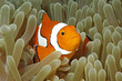 Clownfish