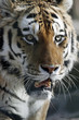 1004032 - Tigerporträt