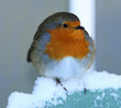 Robin in Winter