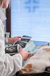 Veterinario effettua ecografia a gatto