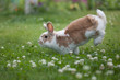 Jumping rabbit